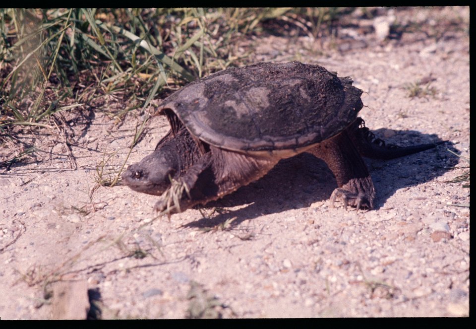 Nature Snapping Turtle -1976